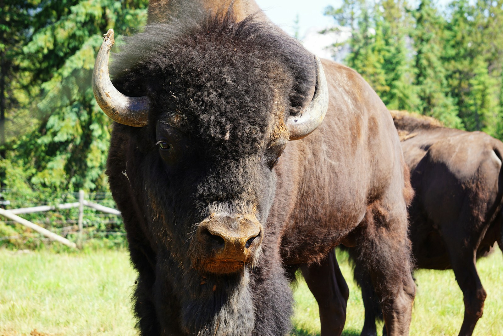 bison